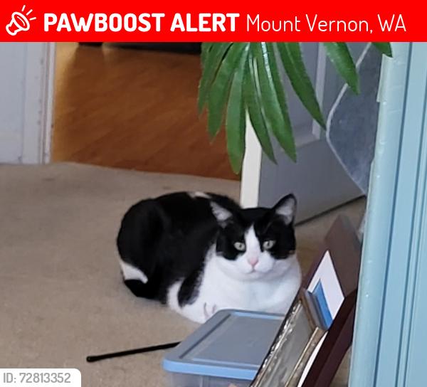 Lost Male Cat last seen 3rd Street and Vera, Mount Vernon, WA 98273