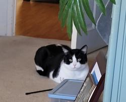 Lost Male Cat last seen 3rd Street and Vera, Mount Vernon, WA 98273