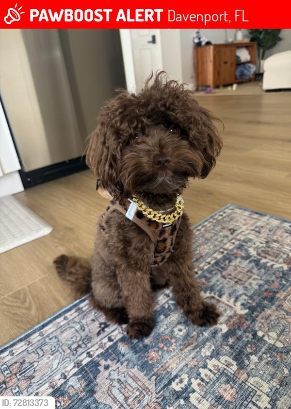 Lost Female Dog last seen Near troon cir, Davenport, FL 33897