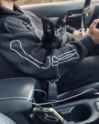 Lost Male Cat last seen Penniman rd, merrimac trail, Williamsburg, VA 23185
