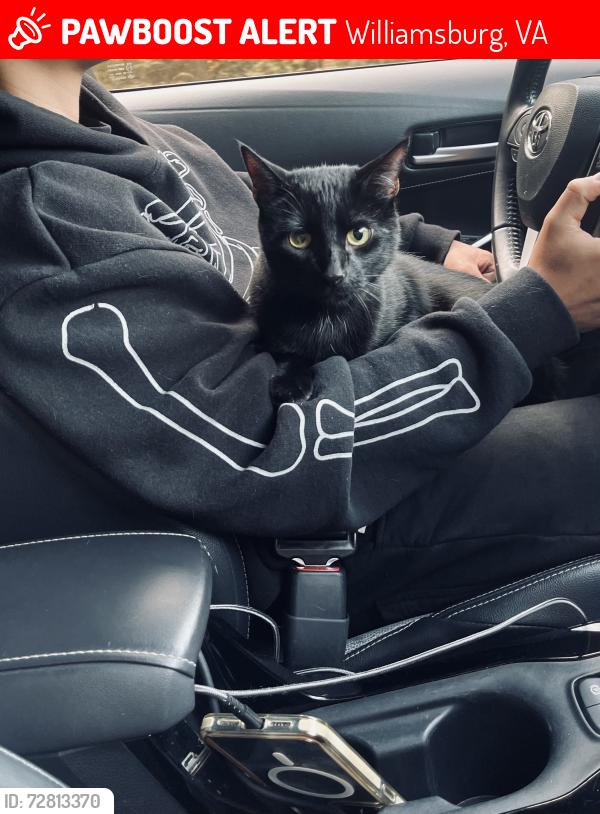Lost Male Cat last seen Penniman rd, merrimac trail, Williamsburg, VA 23185