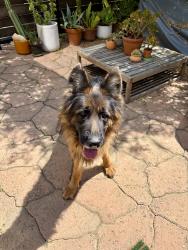 Found/Stray Unknown Dog last seen Division and El Paso , Los Angeles, CA 90065