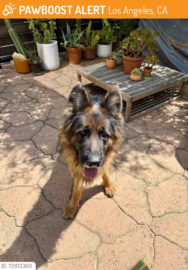 Found/Stray Unknown Dog last seen Division and El Paso , Los Angeles, CA 90065