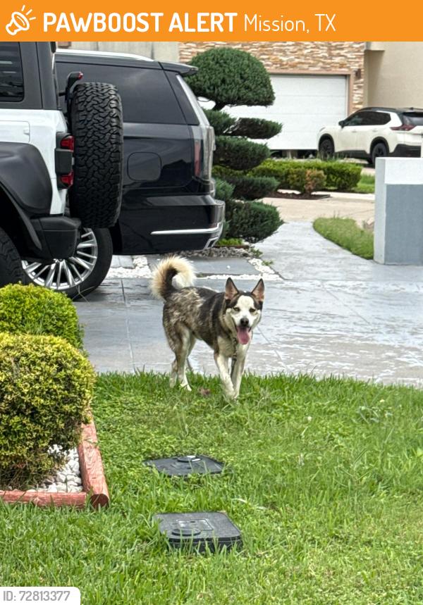 Found/Stray Unknown Dog last seen Behind IHOP shary road , Mission, TX 78572
