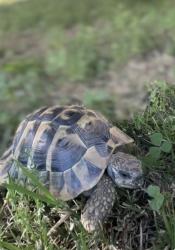Lost Male Reptile last seen Winchester Creek & Date, Oak Cliff Dr. , Temecula, CA 92563