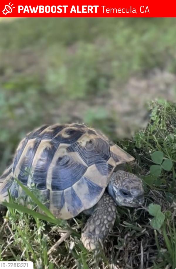 Lost Male Reptile last seen Winchester Creek & Date, Oak Cliff Dr. , Temecula, CA 92563