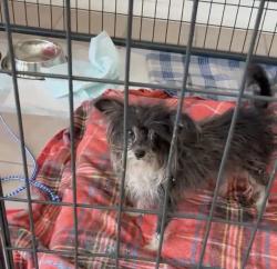 Found/Stray Female Dog last seen Jefferson Street & Ave 42, Indio, CA, USA, Indio, CA 92201