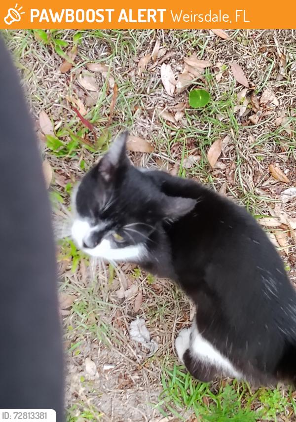 Found/Stray Male Cat last seen 180th st and cr 25. About 1/2 mile south of county line smoke hse, Weirsdale, FL 32195