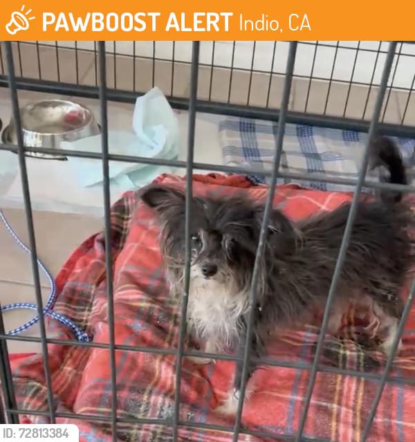 Found/Stray Female Dog last seen Jefferson Street & Ave 42, Indio, CA, USA, Indio, CA 92201