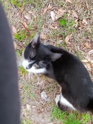 Found/Stray Male Cat last seen 180th st and cr 25. About 1/2 mile south of county line smoke hse, Weirsdale, FL 32195