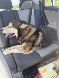 Found/Stray Male Dog last seen Where 123 and Ruhamah Rd meet, Clemson, SC 29631