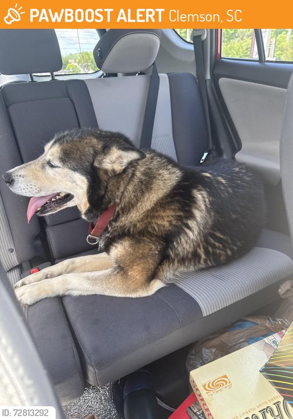 Found/Stray Male Dog last seen Where 123 and Ruhamah Rd meet, Clemson, SC 29631