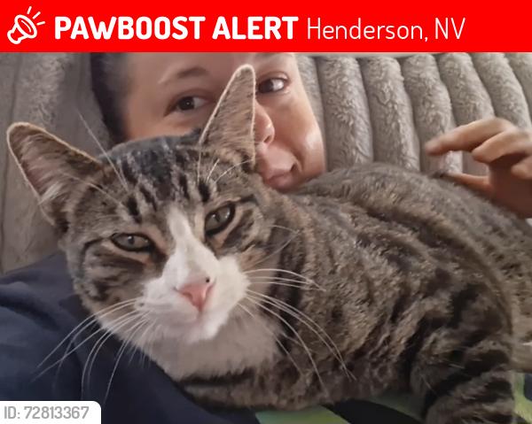 Lost Male Cat last seen Boulder Highway and Racetrack , Henderson, NV 89015