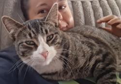 Lost Male Cat last seen Boulder Highway and Racetrack , Henderson, NV 89015