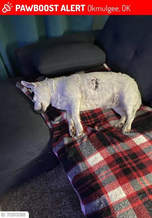 Lost Female Dog last seen Riley was lost at McDonalds in Okmulgee last night.  if you see her plez call , Okmulgee, OK 74447