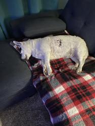 Lost Female Dog last seen Riley was lost at McDonalds in Okmulgee last night.  if you see her plez call , Okmulgee, OK 74447