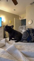 Lost Male Dog last seen Turning Point Church, Vidor, TX 77662