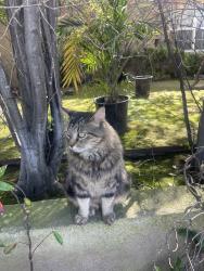 Lost Male Cat last seen Frances and matesson, Los Angeles, CA 90066