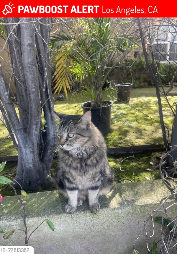 Lost Male Cat last seen Frances and matesson, Los Angeles, CA 90066