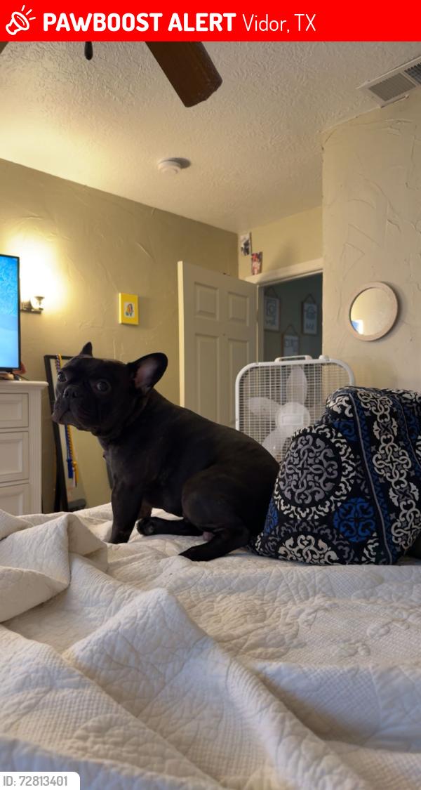 Lost Male Dog last seen Turning Point Church, Vidor, TX 77662