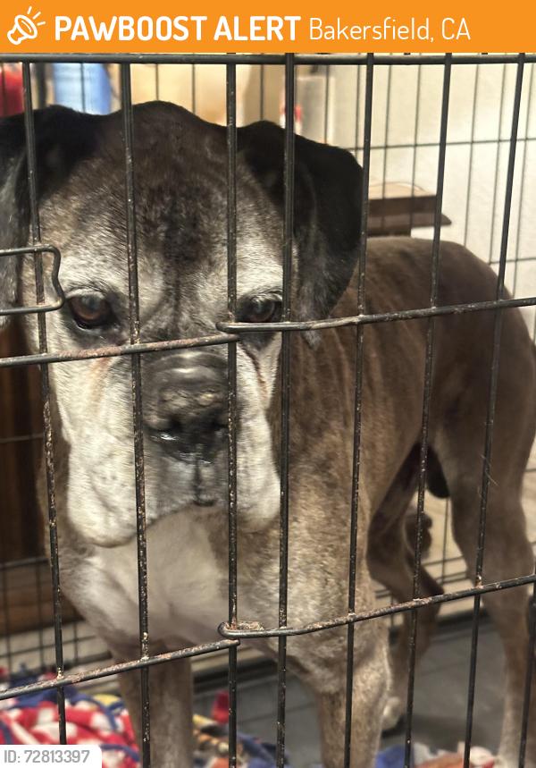 Found/Stray Male Dog last seen Gosford and westwold, Bakersfield, CA 93311