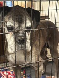 Found/Stray Male Dog last seen Gosford and westwold, Bakersfield, CA 93311
