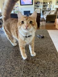 Lost Male Cat last seen Hillspring Church Gage Blvd, Richland, WA 99352