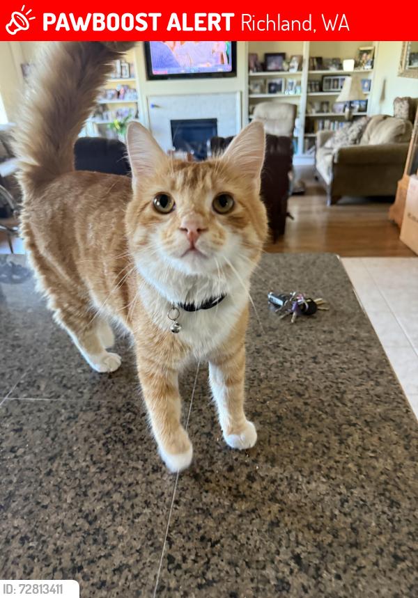 Lost Male Cat last seen Hillspring Church Gage Blvd, Richland, WA 99352