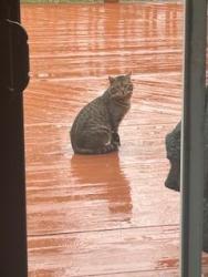 Found/Stray Unknown Cat last seen Stow, OH, Stow, OH 44224