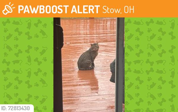 Found/Stray Unknown Cat last seen Stow, OH, Stow, OH 44224