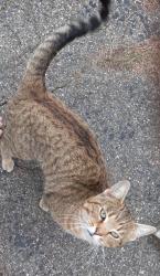 Found/Stray Male Cat last seen 21st and Mitthoffer , Indianapolis, IN 46229