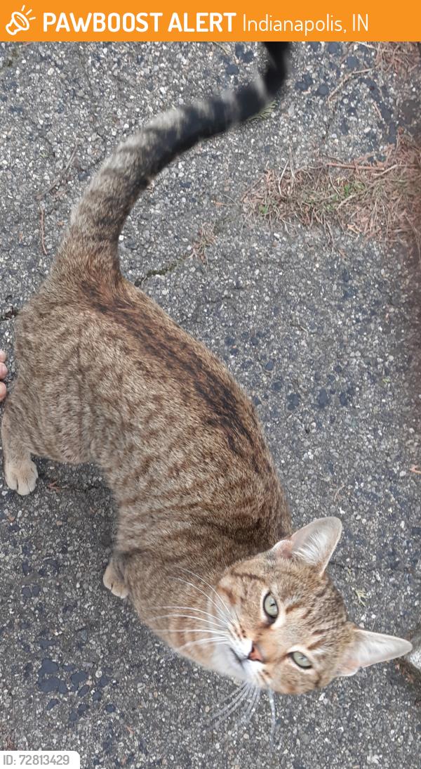 Found/Stray Male Cat last seen 21st and Mitthoffer , Indianapolis, IN 46229