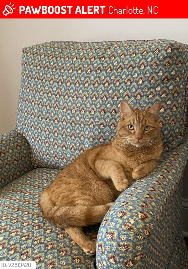 Lost Male Cat last seen Glenridge and Larkhall in Olde Stonehaven, Charlotte, NC 28211