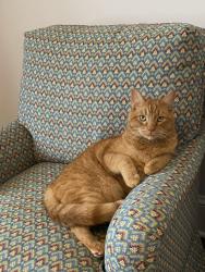 Lost Male Cat last seen Glenridge and Larkhall in Olde Stonehaven , Charlotte, NC 28211