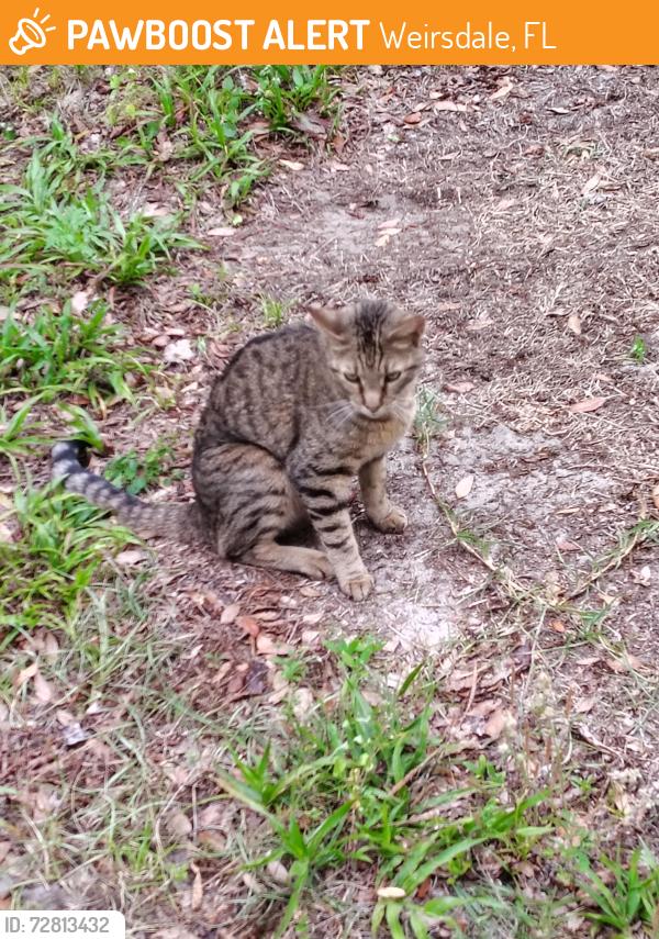 Found/Stray Female Cat last seen 180th st and cr 25. About 1/2 mile south of county line smoke hse, Weirsdale, FL 32195
