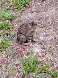 Found/Stray Female Cat last seen 180th st and cr 25. About 1/2 mile south of county line smoke hse, Weirsdale, FL 32195