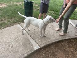 Found/Stray Female Dog last seen This little dog is currently at the Diamond Lake apmts (NW 50, Ann Arbor), across from St. Charles Church. A woman has her and is looking for her owners, Oklahoma City, OK 73122
