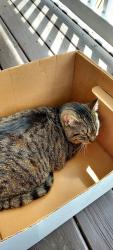 Found/Stray Unknown Cat last seen 115th St and Oak Park Ave, Worth, IL 60482