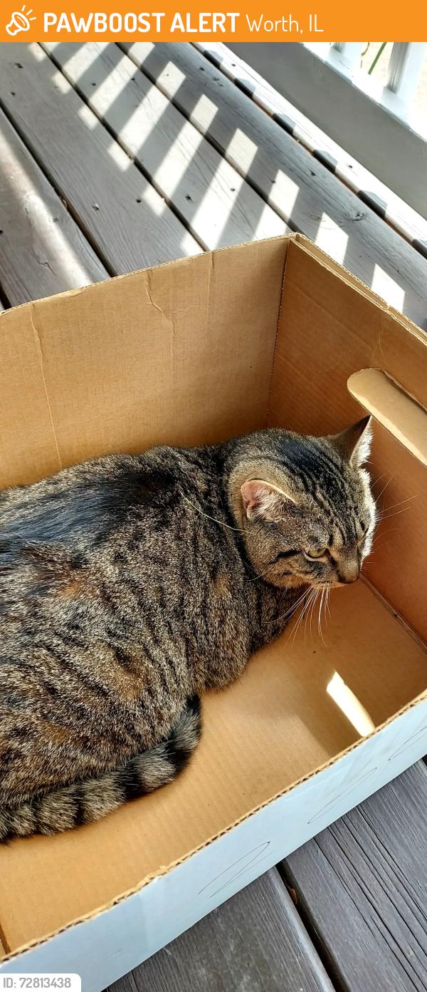 Found/Stray Unknown Cat last seen 115th St and Oak Park Ave, Worth, IL 60482