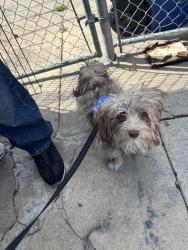 Found/Stray Female Dog last seen In the play ground, East Los Angeles, CA 90022
