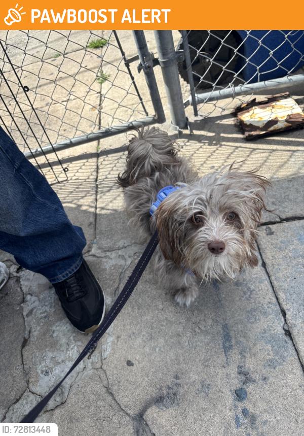 Found/Stray Female Dog last seen In the play ground, East Los Angeles, CA 90022