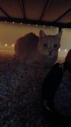 Found/Stray Female Cat last seen Ramblewood apmts , Wyoming, MI 49519