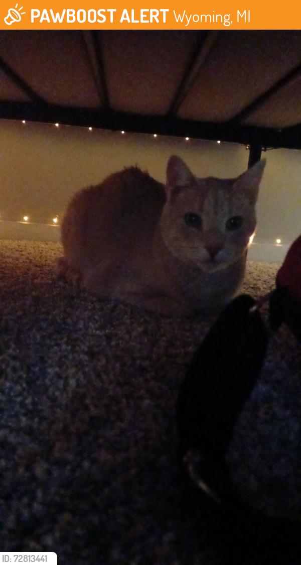 Found/Stray Female Cat last seen Ramblewood apmts , Wyoming, MI 49519