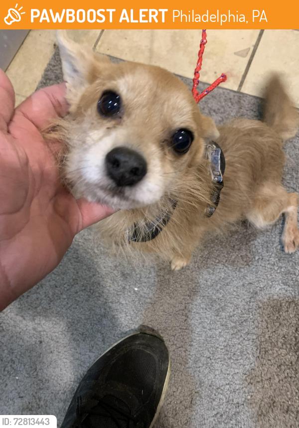 Found/Stray Male Dog last seen Woolston and cliveden Ave , Philadelphia, PA 19150