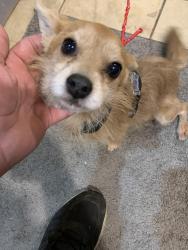 Found/Stray Male Dog last seen Woolston and cliveden Ave , Philadelphia, PA 19150