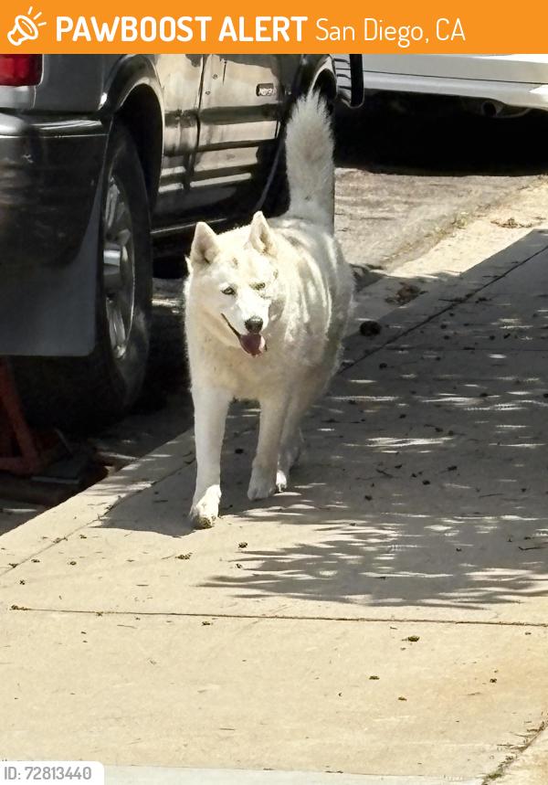 Found/Stray Unknown Dog last seen Reo , San Diego, CA 92139