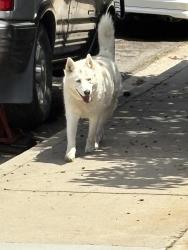 Found/Stray Unknown Dog last seen Reo , San Diego, CA 92139