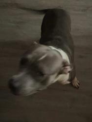Found/Stray Unknown Dog last seen Willow and merced, West Covina, CA 91790
