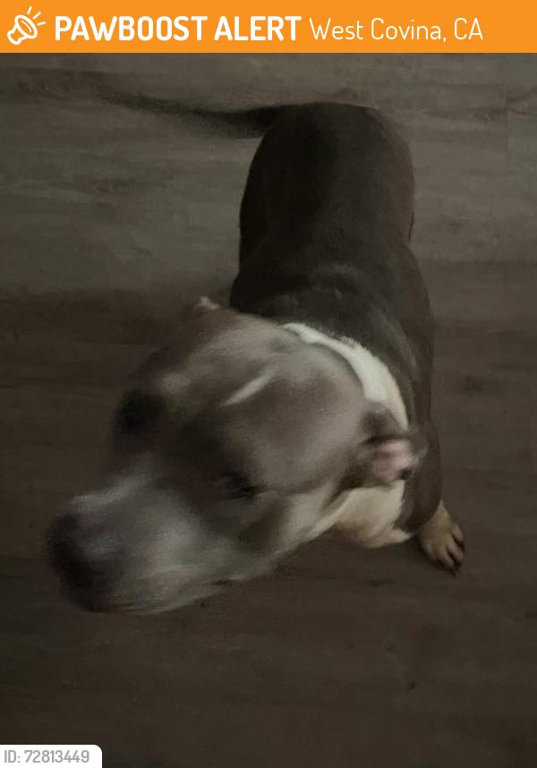 Found/Stray Unknown Dog last seen Willow and merced, West Covina, CA 91790