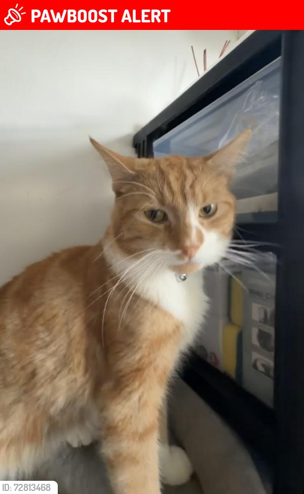 Lost Male Cat last seen perry common road , West Midlands, England 